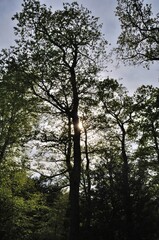 Obraz premium Communal forest of Saint-Pierre-Lès-Elbeuf