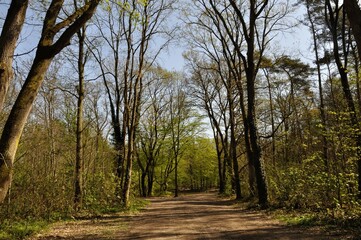 Fototapeta na wymiar Communal forest of Saint-Pierre-Lès-Elbeuf