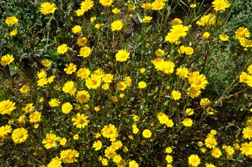 Coleostephus myconis in flower in Portugal