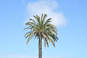 Fototapeta premium Palm tree in Aveiro in Portugal