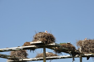 Avairo stork nest in Portugal