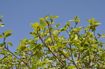 Fototapeta na wymiar Fig tree in Avairo in Portugal