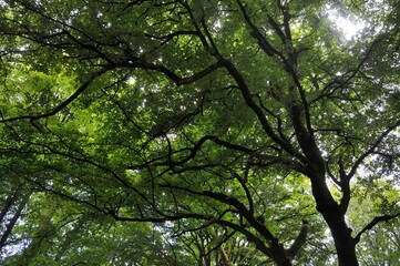 Trees at summer in France