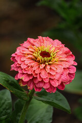 red flower. Gerbera