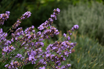 lavender in the garden.bush. spicy herb. purple flowers. aromatherapy. sleeping herb.lavender in the garden. lavender bush in open ground. lilac lavender flowers. spices