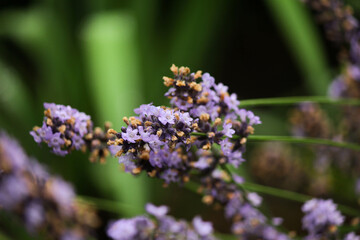 lavender in the garden.bush. spicy herb. purple flowers. aromatherapy. sleeping herb.lavender in the garden. lavender bush in open ground. lilac lavender flowers. spices