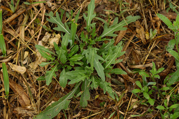 grass. wild arugula on a field of cut grass. eco farm. fragrant, spicy herb.