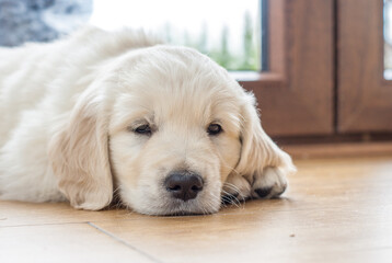 Golden retriever puppy newborn