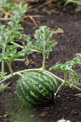 Watermelon in the garden