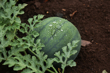 watermelon in the garden