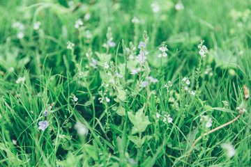 Green grass texture as background. Perspective view and selective focus. artistic abstract spring or summer background with fresh grass as banner or eco wallpaper. Leaves blur effect. Macro nature.