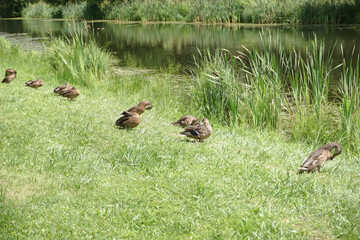 Wild ducks sit on the grass near the lake.