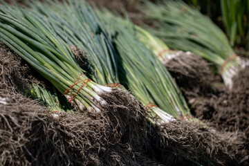 Green onion, scallion is grown in agriculture garden