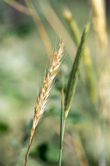 Green wheat field swaying in the breeze