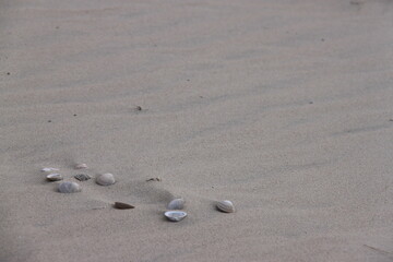 stones and shells lying in the sand on the beach