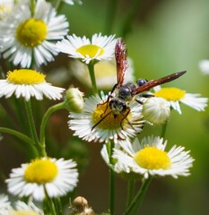 Obraz premium butterfly on daisy