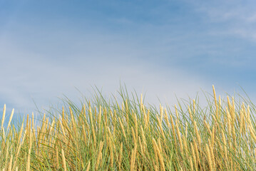 Fototapeta premium Sandy beach with grass on the seashore.