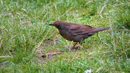 blackbird on the grass