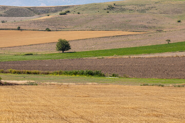 lonely tree in a cultivated field