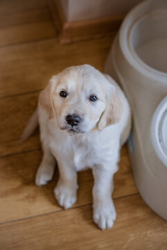 Golden retriever puppy newborn