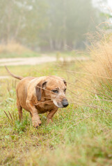 Dog dachshund in fields