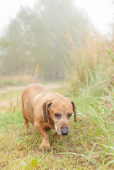 Dog dachshund in fields