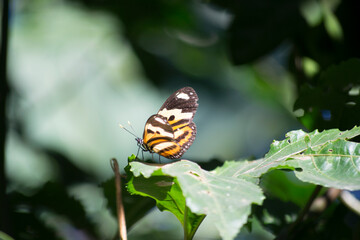 The beautiful butterfly (Heliconius ethilla narcaea) under a passion fruit (Passiflora edulis) leaf in the city of Rio de Janeiro, Brazil