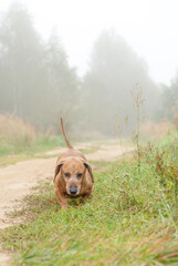 Dog dachshund in fields