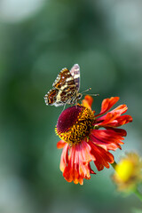 Rusałka na czerwonym kwiatku