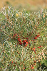 Fototapeta premium a bush with orange sea buckthorn berries