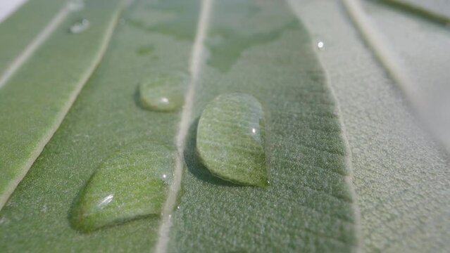The texture of the poisonous Nerium flower, water drops. Dolly slider extreme close-up. Laowa Probe