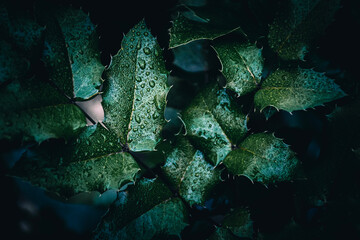 Fototapeta na wymiar watered green leaf