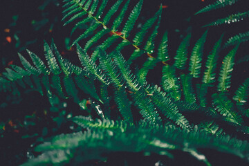 green plant