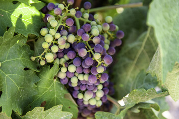 Grapes in some vines