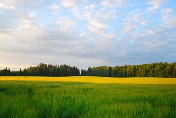 Green field, tree and blue sky. Rural landscape. Field. Green field. The edge of the forest. Summer in the country.