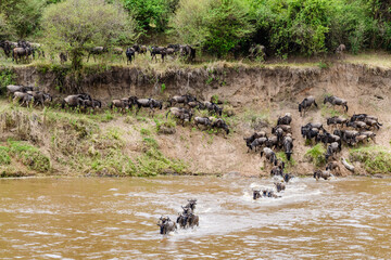 Wildebeests (Connochaetes) crossing Mara river at the Serengeti national park, Tanzania. Great...