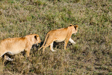 Lion cubs walking in a grass. Serengeti national park, Tanzania