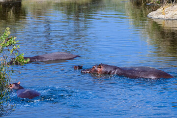 Fototapeta premium Hippos (hippopotamus amphibius) in pond at the Serengeti national park, Tanzania. Wildlife photo