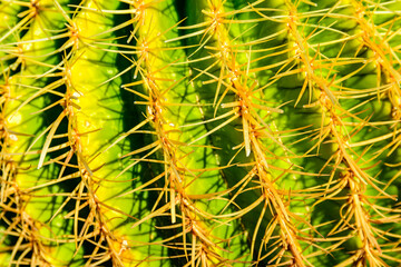 Background of the Golden barrel cactus (echinocactus grusonii)