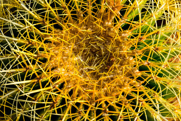 Background of the Golden barrel cactus (echinocactus grusonii)