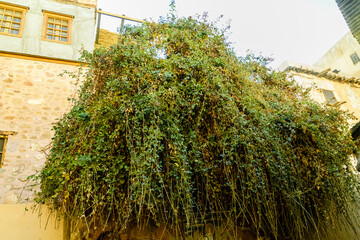 Burning bush at Saint Catherine's Monastery on a Mount Sinai, Sinai peninsula, Egypt