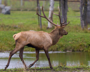 Naklejka na ściany i meble Elk Stock Photo and Image. Male buck walking in the forest by the water with a side view and displaying its antlers and brown fur coat in its environment and habitat surrounding.