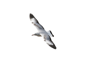 Obraz premium Flying seagull isolated on white background with clipping.