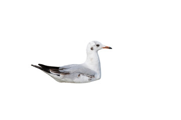 Seagull floating on the ocean isolated on white background.