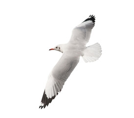 Fototapeta premium Flying seagull isolated on white background.