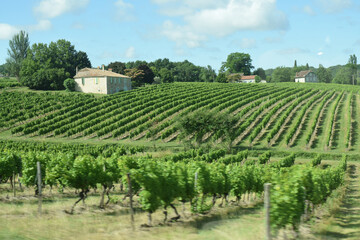 En roulant: vignes au nord du village de Bouniagues, Dordogne, Nouvelle-Aquitaine, France. 