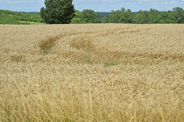 Traces des roues d'un tracteur dans un champ de blé mur.