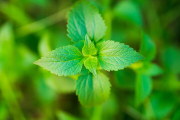 Closeup nature view of green leaf, high angle view of Siam Weed using as background and fresh ecology wallpaper concept