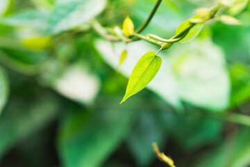 Closeup fresh green leaf, natural greenery plants using as fresh ecology background concept