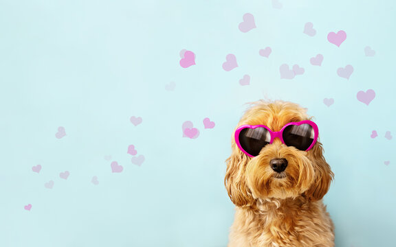 Cute dog celebrating Valentines day with heart shaped valentine sunglasses